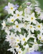 balts Zieds Spožums Ir Saulei (Leucocoryne) foto