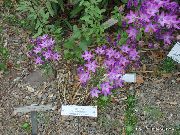 紫丁香 花 Triteleia，草螺母，ithuriel的长矛，沃利篮  照片