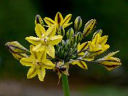 κίτρινος λουλούδι Triteleia, Γρασίδι Παξιμάδι, Δόρυ Ithuriel, Το Καλάθι Wally  φωτογραφία