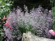 garden flowers lilac Lesser calamint Calamintha photos, description, cultivation and planting, care and watering