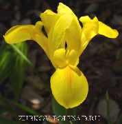 gul Blomma Dutch Iris, Spanska Iris (Xiphium) foto