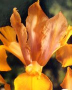 oranžs Zieds Holandiešu Varavīksnene, Spāņu Iris (Xiphium) foto