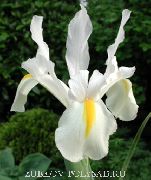 bílá Květina Dutch Iris, Španělština Iris (Xiphium) fotografie