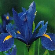 moder Cvet Nizozemski Iris, Španski Iris (Xiphium) fotografija