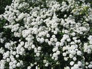 hvítur Blóm Sneezewort, Sneezeweed, Brideflower (Achillea ptarmica) mynd