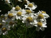 bílá Květina Sneezewort, Sneezeweed, Brideflower (Achillea ptarmica) fotografie
