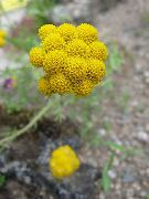 ყვითელი ყვავილების ყვითელი Ageratum, ოქროს Ageratum, African Daisy (Lonas annua) ფოტო