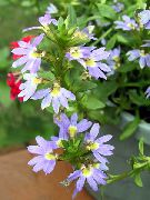jasnoniebieski Kwiat Scaevola (Scaevola aemula) zdjęcie