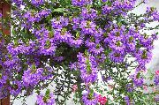 紫  仙迷花 (Scaevola aemula) 照片
