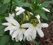 λευκό  Νεράιδα Λουλούδι Ανεμιστήρα (Scaevola aemula) φωτογραφία