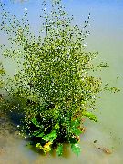 bílá Květina Voda Jitrocel (Alisma plantago-aquatica) fotografie