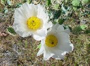 Argemona blanco Flor