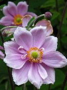 紫丁香 花 日本海葵 (Anemone hupehensis) 照片