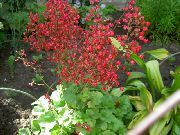 rød Blomst Koral Klokker, Alunrod, Coralbells, Alun Rod (Heuchera sanguinea) foto