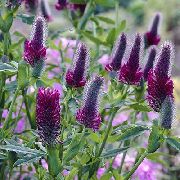 garden flowers purple Red Feathered Clover, Ornamental Clover, Red Trefoil Trifolium rubens  photos, description, cultivation and planting, care and watering