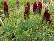 burgunder Blomst Rød Fjærkledde Kløver, Pryd Kløver, Red Trefoil (Trifolium rubens) bilde