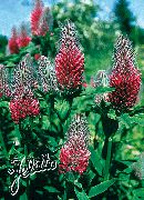 红 花 红羽毛三叶草，观赏三叶，红三叶 (Trifolium rubens) 照片