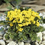 żółty Kwiat Barbareya Skałą (Kamień Zima Rzeżucha) (Barbarea Rupicola) zdjęcie