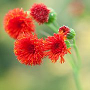 červená  Střapec Květina, Flora Štětec (Emilia coccinea, Emilia javanica, Cacalia coccinea) fotografie
