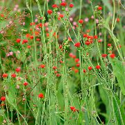 rød  Kvast Blomst, Flora S Pensel (Emilia coccinea, Emilia javanica, Cacalia coccinea) foto