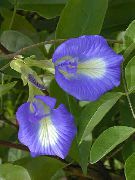 蓝色 花 蝴蝶豌豆 (Clitoria ternatea) 照片