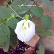 weiß Blume Schmetterling Erbse (Clitoria ternatea) foto