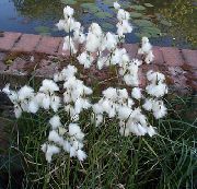 თეთრი ყვავილების ბამბა ბალახის (Eriophorum) ფოტო