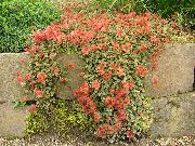 röd Blomma Nya Zeeland Burr (Acaena) foto