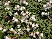 vit Blomma Arcterica (Arcterica nana, Makino) foto