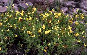 gelb Blume Gnadenkraut (Gratiola officinalis) foto