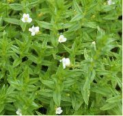 hvit Blomst Hekk Isop (Gratiola officinalis) bilde