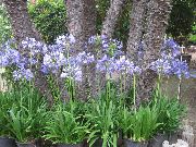 blau Blume Lily Of The Nile, Afrikanische Lilie (Agapanthus africanus) foto