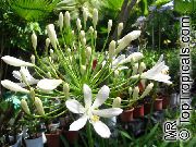 hvit Blomst Lilje Av Nilen, Afrikansk Lilje (Agapanthus africanus) bilde