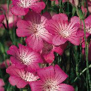 ružový Kvetina Kukurica Vráska (Agrostemma githago) fotografie