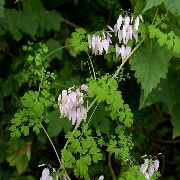 garden flowers pink Allegheny Vine, Climbing Fumitory, Mountain Fringe Adlumia fungosa  photos, description, cultivation and planting, care and watering