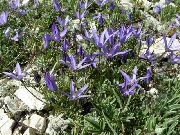 blå Blomma Asyneuma  foto