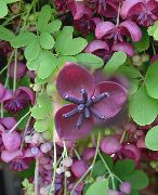 lilla Blomst Fem Blad Akebia, Sjokolade Vine (Akebia quinata) bilde