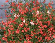 czerwony Kwiat Alonsoa  zdjęcie