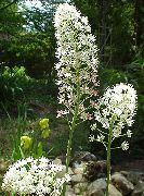 balts Zieds Lidot Inde (Amianthium muscaetoxicum) foto