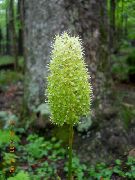 garden flowers green Fly Poison Amianthium muscaetoxicum photos, description, cultivation and planting, care and watering