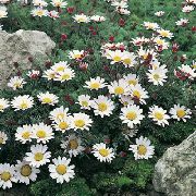 fehér Virág Hegyen Atlasz Százszorszép, Mt. Atlasz Százszorszép, Pellitory, Spanyol Kamilla (Anacyclus depressus) fénykép