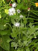 Арктотіс (Венідіум) білий Квітка