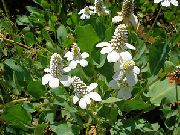 balts Zieds Yerba Mansa, Nepatiesu Anemone, Ķirzaka Aste (Anemopsis californica) foto