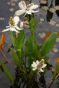 weiß Blume Yerba Mansa, Falsche Anemone, Eidechsenschwanz (Anemopsis californica) foto