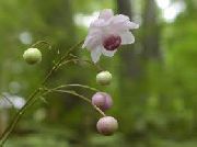 flieder Blume Falsche Anemone (Anemonopsis macrophylla) foto