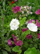 hvid Blomst Snowcup, Ansporede Anoda, Vilde Bomuld (Anoda cristata) foto