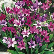пурпурен  Павиан Цвете (Babiana, Gladiolus strictus, Ixia plicata) снимка