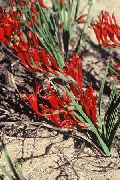 赤 フラワー ヒヒの花 (Babiana, Gladiolus strictus, Ixia plicata) フォト