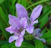 светло плава  Бабун Цвет (Babiana, Gladiolus strictus, Ixia plicata) фотографија
