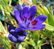青 フラワー ヒヒの花 (Babiana, Gladiolus strictus, Ixia plicata) フォト